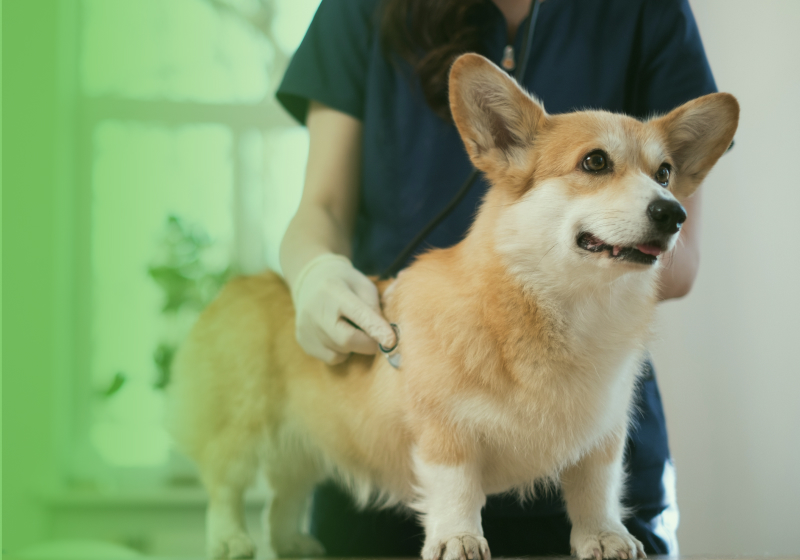 動物病院関係の方